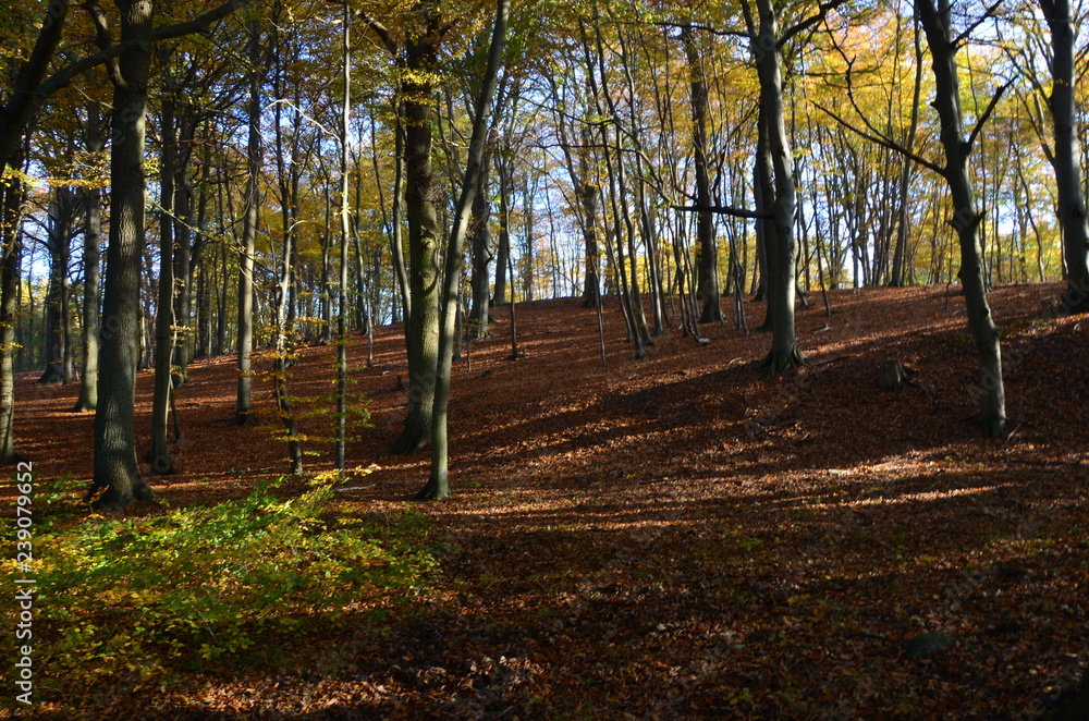 Fototapeta premium Pflanzen