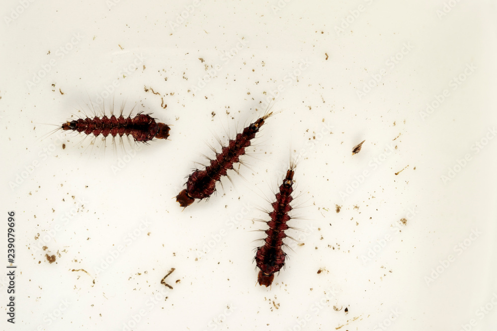 Mosquito Larvae or Wrigglers in Water Mosquito Larvae or Wrigglers in Water