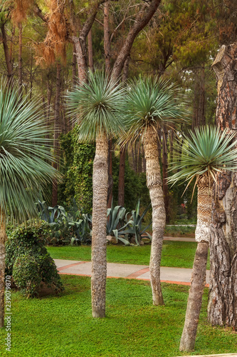 Small palm trees on a green lawn lit by bright sunshine