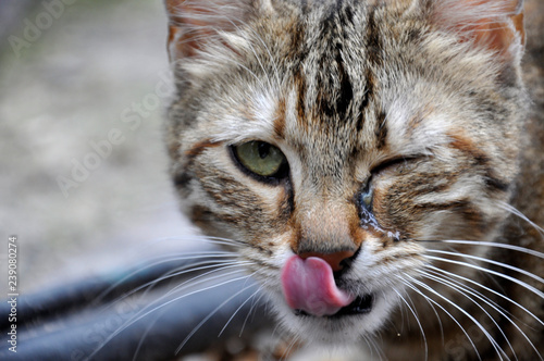 Göz Kırpan Kedi photo