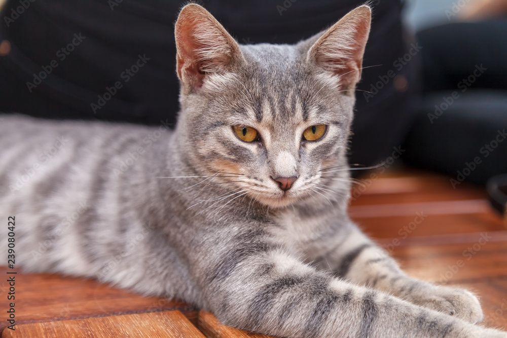 Young gray kitten lying on a wooden bench