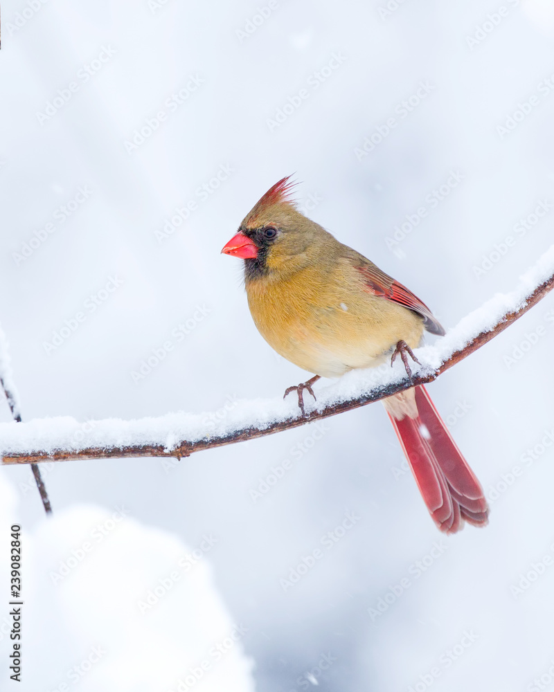 Female Cardinal in the Snow