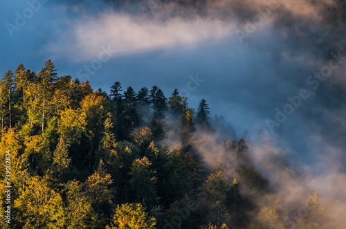 Morning mists and colorful autumn forest landscape in the mountains