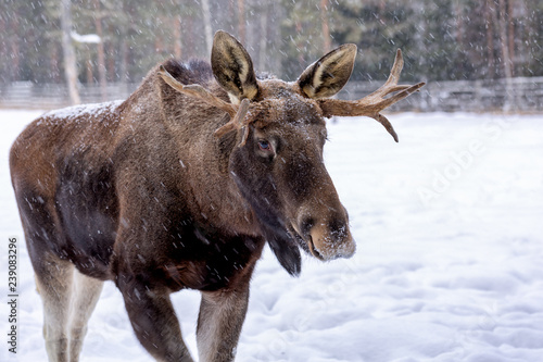 Big moose in winter at the zoo © sokko_natalia
