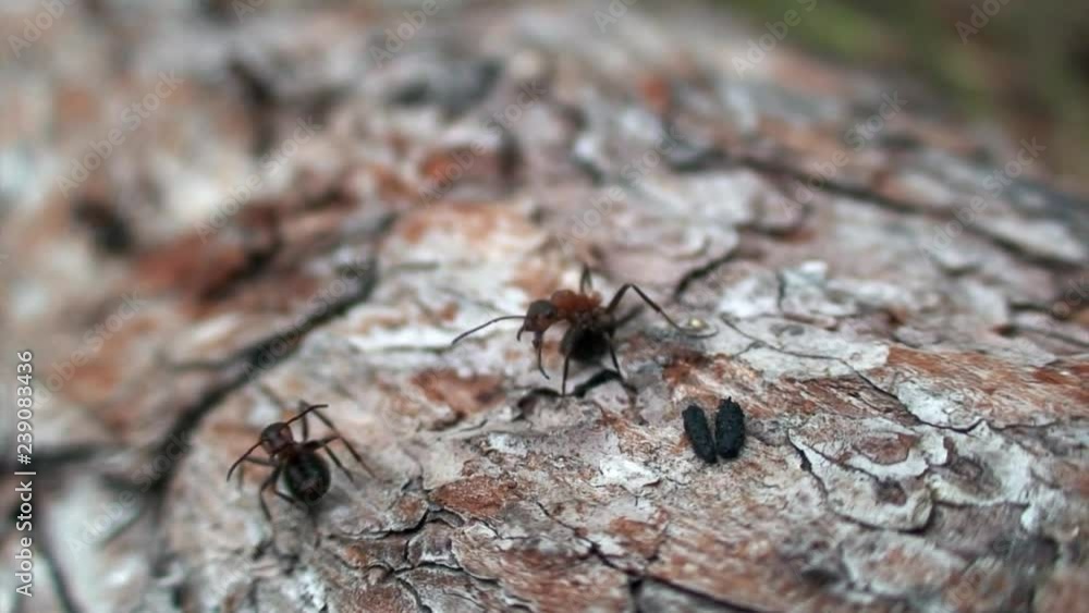 Ants Formica rufa on tree bark close-up in Siberia on Baikal. Ants Formica rufa on tree bark close-up in Siberia on Baikal.