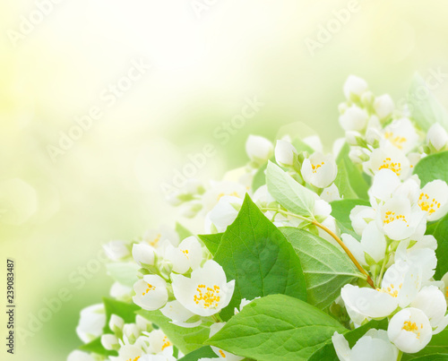 Jasmine flowers and leaves