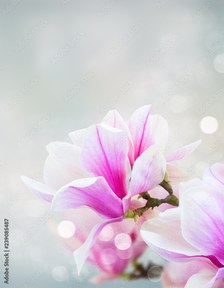Obraz premium Blossoming pink magnolia Flowers