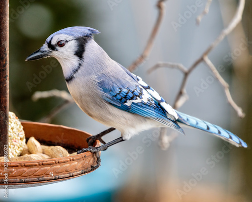 Blue Jay