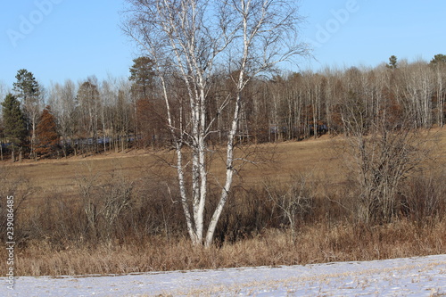 Wallpaper Mural bare trees in winter Torontodigital.ca