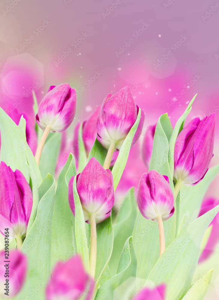 Obraz premium three purple tulip flowers