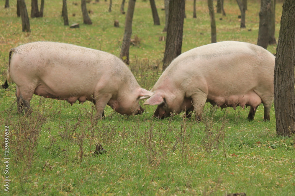 two pigs grazing in the pasture two pigs grazing in the pasture