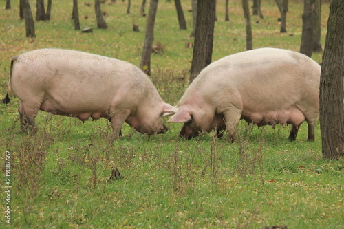 Fotografie two pigs grazing in the pasture