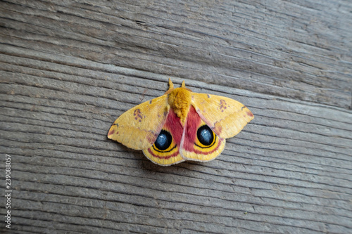 Cuadro en lienzo Io Moth Automeris io American moth revealing its eye marking scare off predators