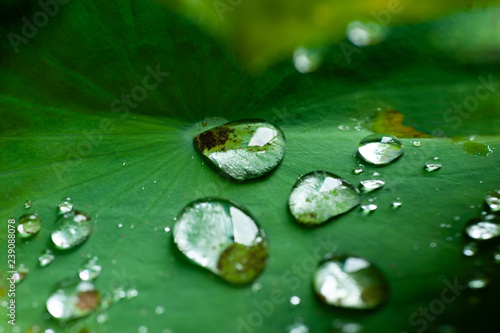 shining water drops on a fresh and green lotus leaf
