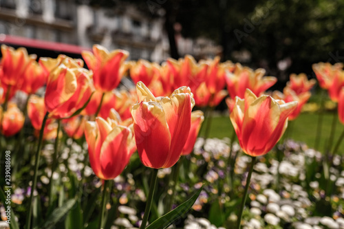 Tulip flowers in Switzerland