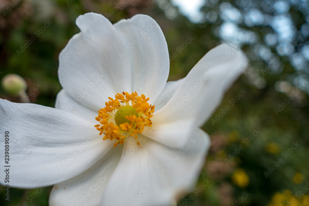 pure white flowers The Japanese anemone, which blooms in autumn, is very popular flower plant pure white flowers The Japanese anemone, which blooms in autumn, is very popular flower plant