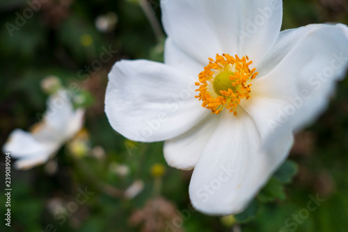 pure white flowers The Japanese anemone, which blooms in autumn, is very popular flower plant