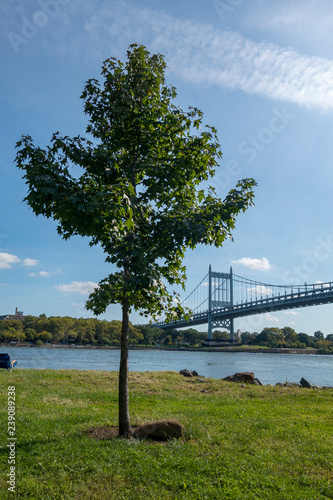 Randalls island tree in a park with waterway and the new york The Triborough Bridge, Robert F. Kennedy Bridge, photo