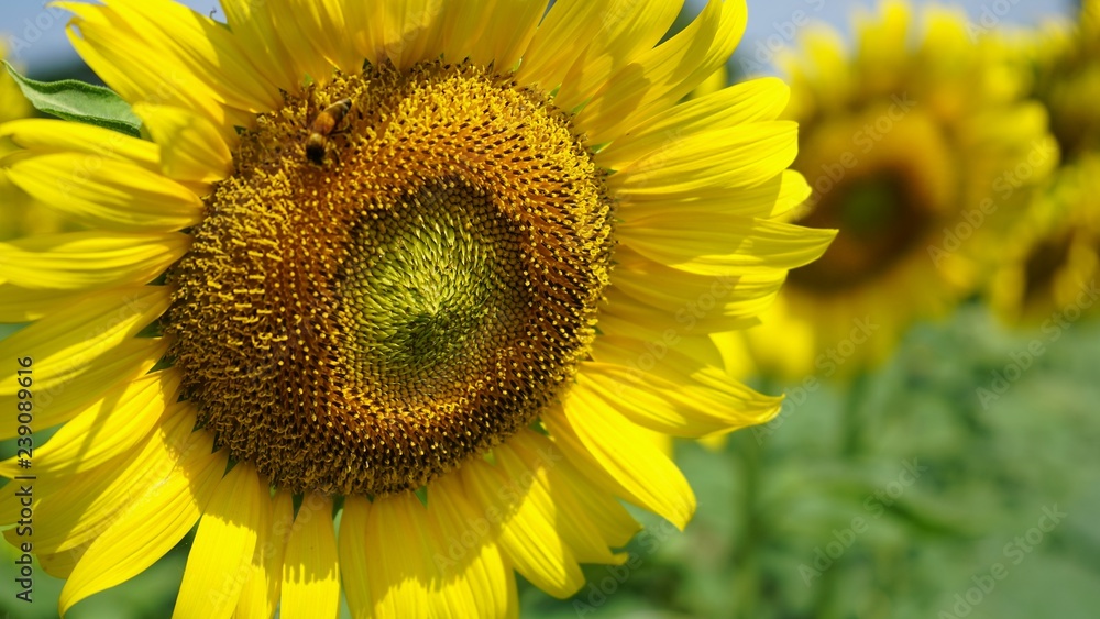 flower summer sunflower leaf blossom background green color flower summer sunflower leaf blossom background green color
