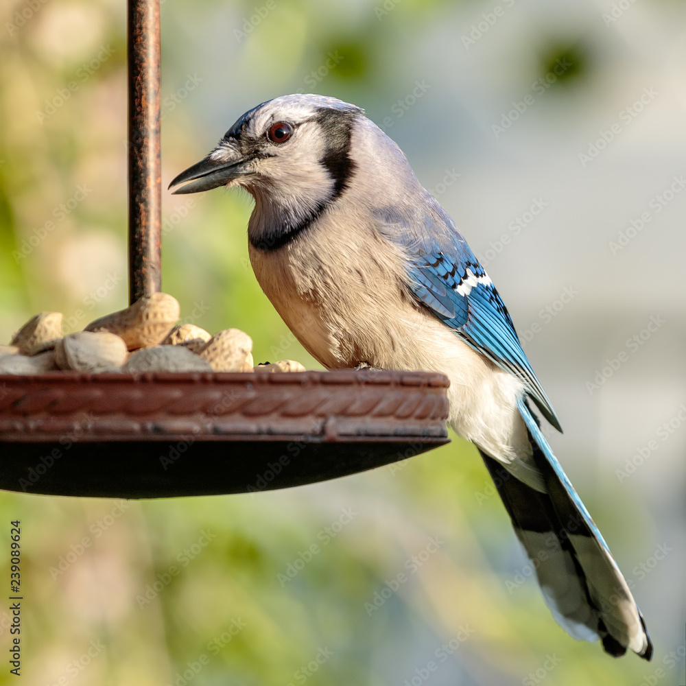 Naklejka premium Blue Jay