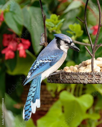 Blue Jay