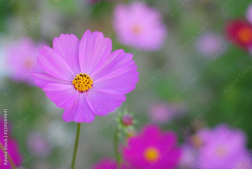 pink flower in the garden pink flower in the garden