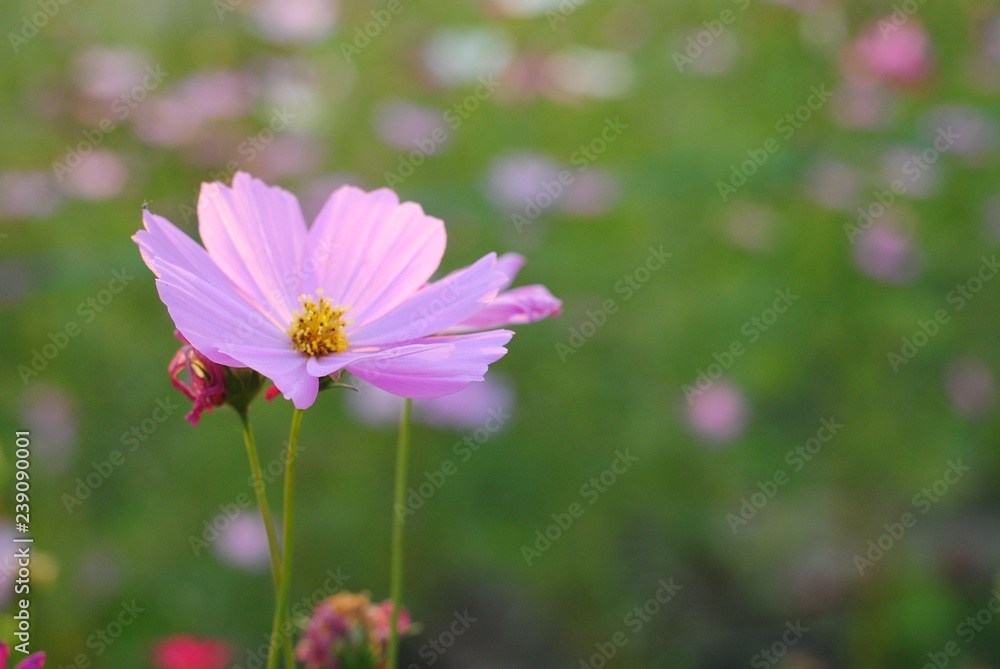 pink cosmos flowers nature green garden background pink cosmos flowers nature green garden background
