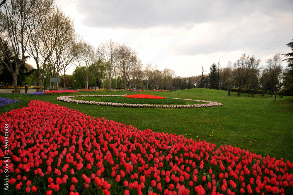 red tulips in holland