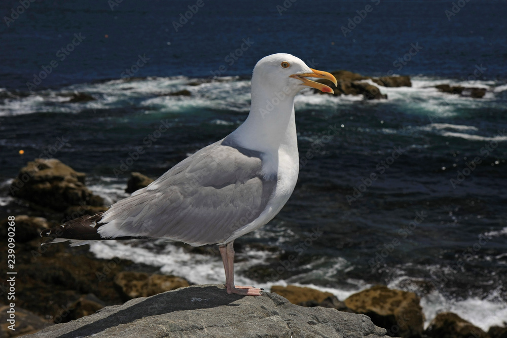 A very cooperative Seagull on the rocks of Acadia National Park, Maine, with the ocean and sky in the background. A very cooperative Seagull on the rocks of Acadia National Park, Maine, with the ocean and sky in the background.