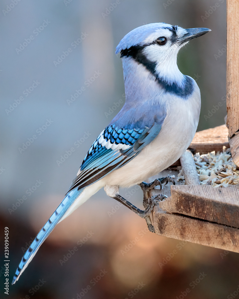 Obraz premium Blue Jay