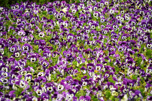 background of purple flowers