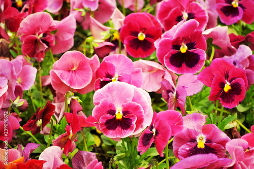 pink and white tulips
