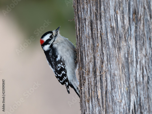 Male Downy Woodpecker in Winter photo