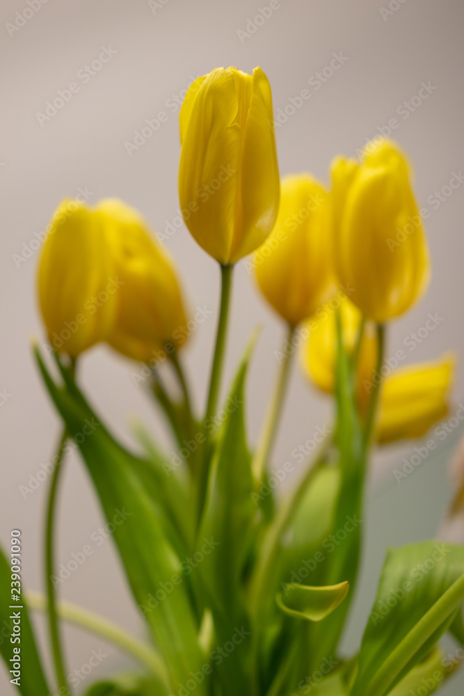 Obraz premium background. defocus. bouquet of yellow tulips. mothers Day. St. Valentine's Day. March 8. birthday. anniversary.