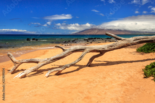 A Branch On Keawakapu Beach photo