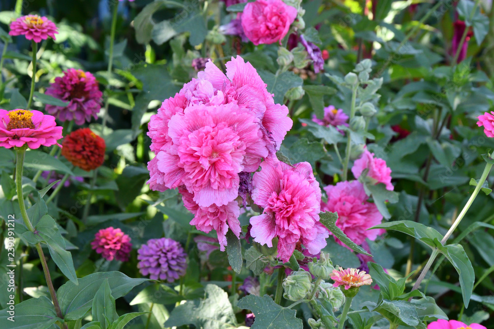 Malva Flower Pink