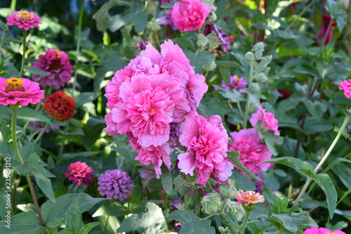 Malva Flower Pink