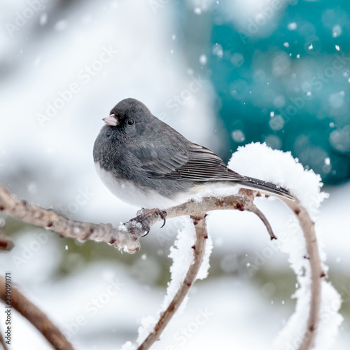 Dark Eyed Junco