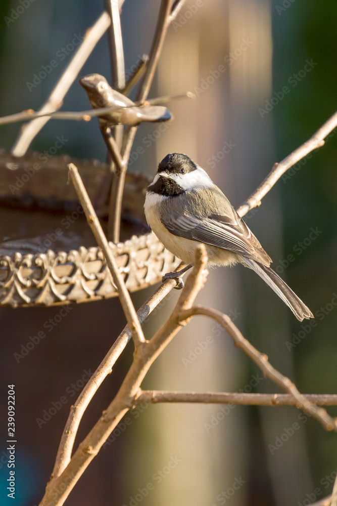 Obraz premium Black Capped Chickadee