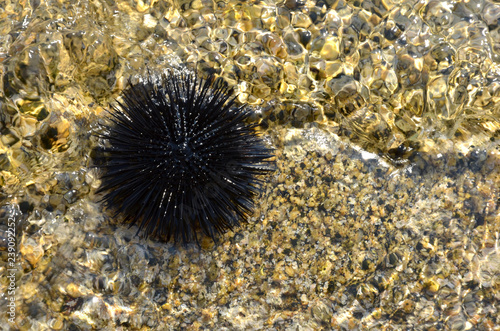 sea urchin on rock