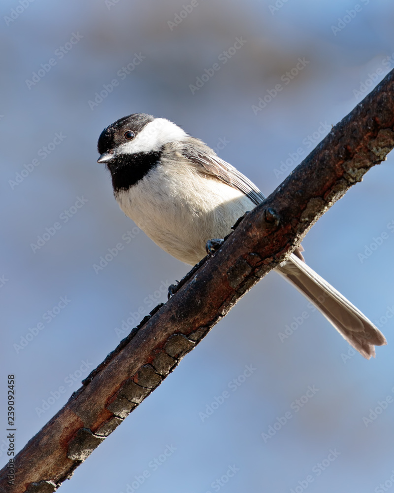 Obraz premium Black Capped Chickadee