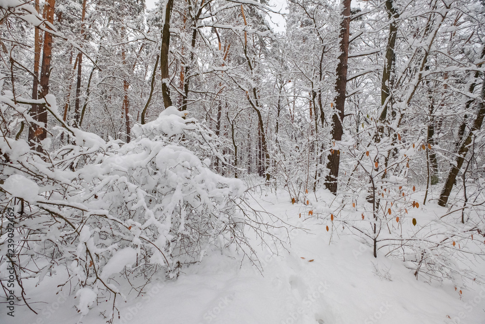 winer forest landscape winer forest landscape