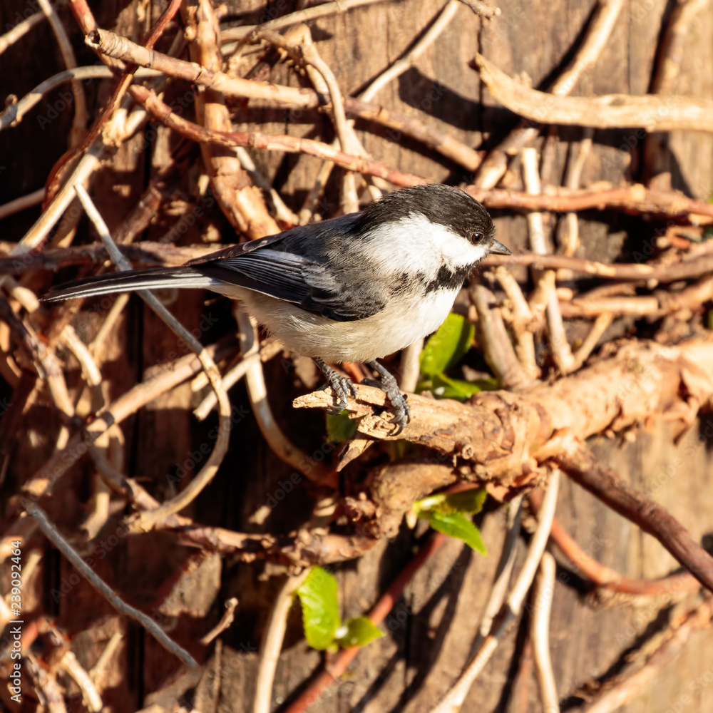 Obraz premium Black Capped Chickadee