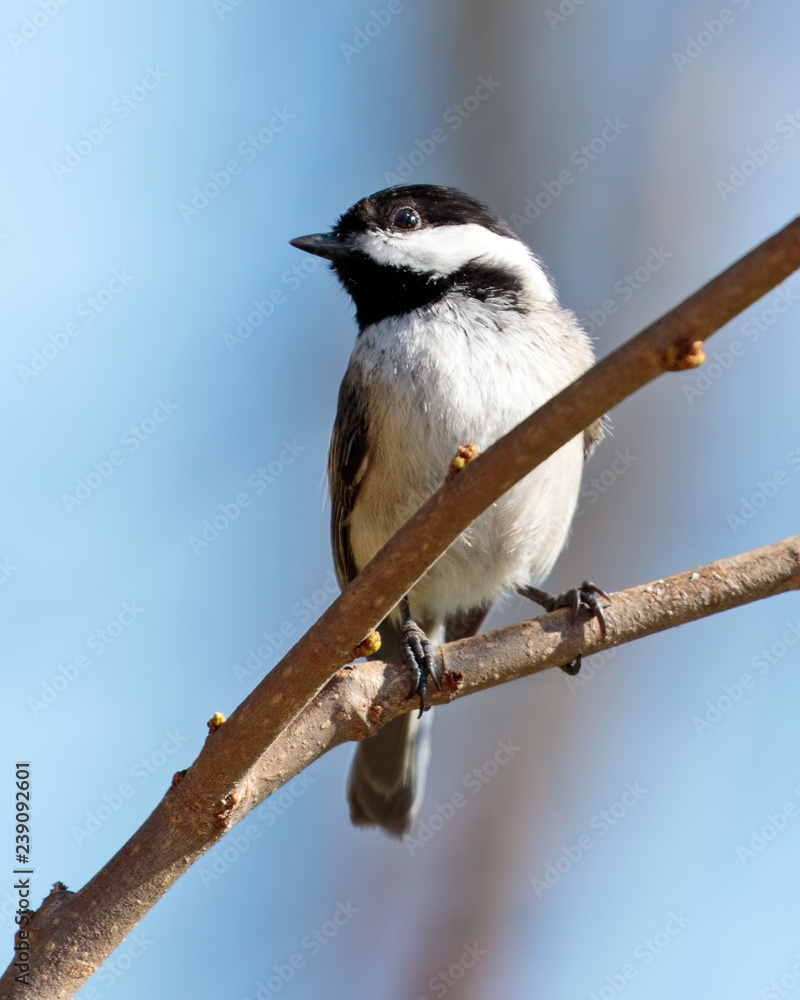 Naklejka premium Black Capped Chickadee