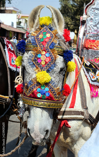 Close up of white horse with colorful decorated head dress for a wedding ceremony in Orchha, India