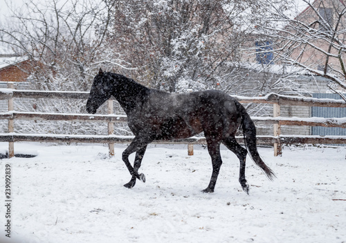Beautiful horses frolic during snowfall in winter