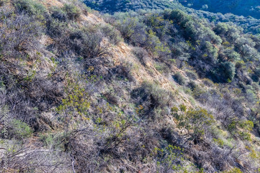 Winter chaparral and brush in California southern forest on clear sunny day Winter chaparral and brush in California southern forest on clear sunny day