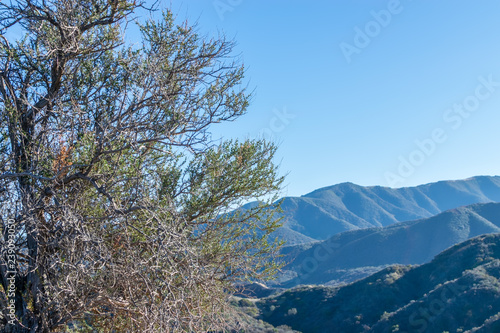 Winter chaparral border with blue sky and mountains in background