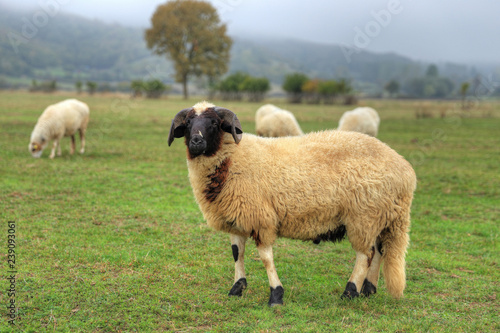 Ram in the field photo