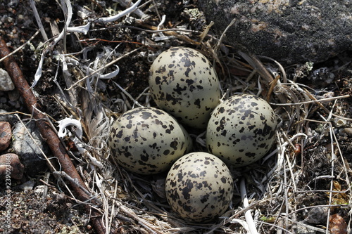 Four Semipalmated Plover (Charadrius semipalmatus) eggs in a nest surrounded by twigs near Arviat, Nunavut, Canada